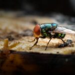 A green bottle fly feeding on a rotten banana.