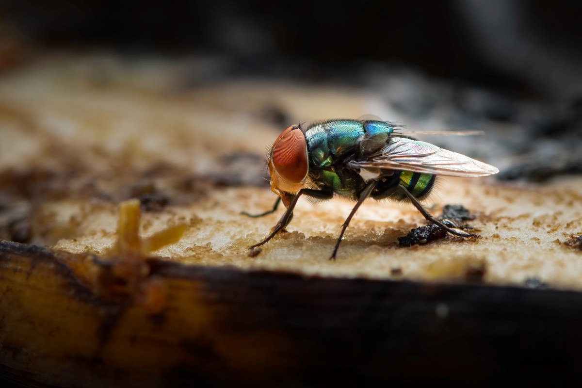 A green bottle fly feeding on a rotten banana.