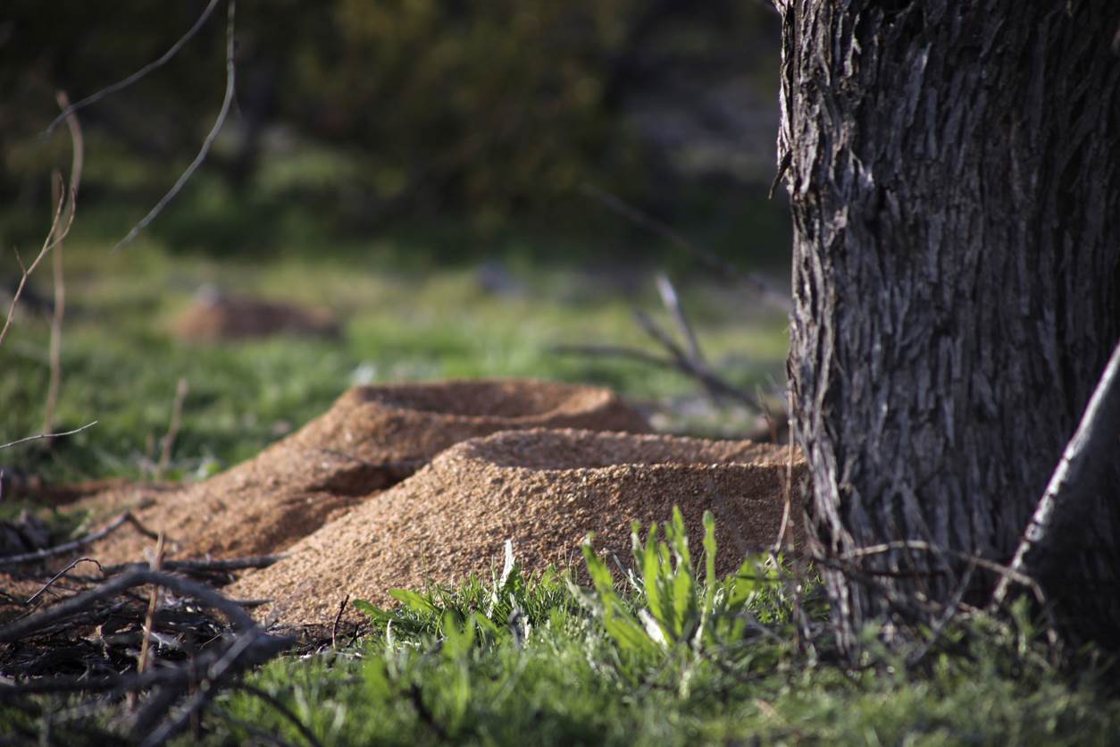 Desert ant hills beneath a tree in Arizona.