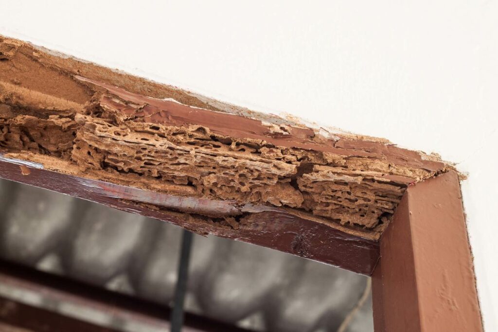 A timber beam in a doorway clearly showing signs of termite damage.