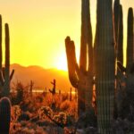 Sunset at Saguaro National Park near Tucson, Arizona.