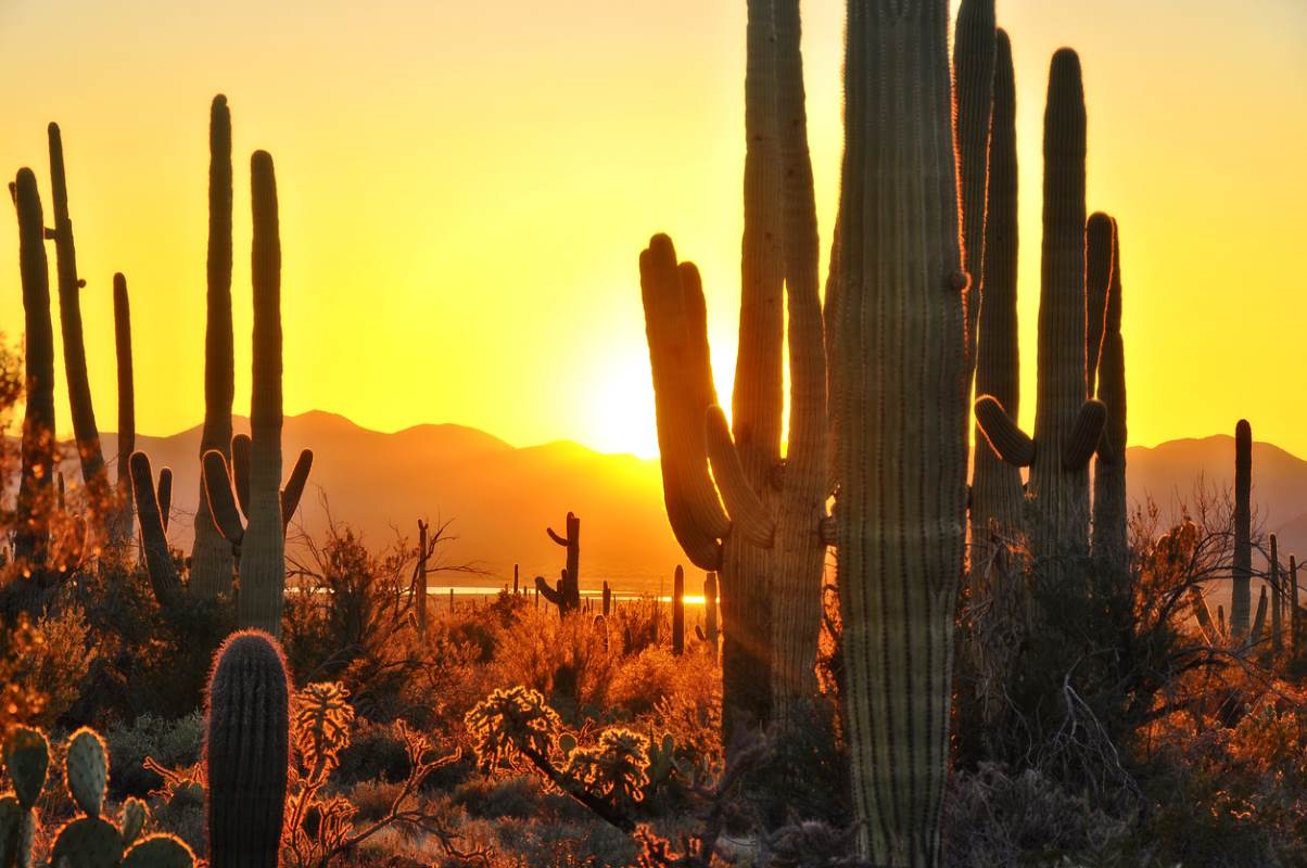 Sunset at Saguaro National Park near Tucson, Arizona.