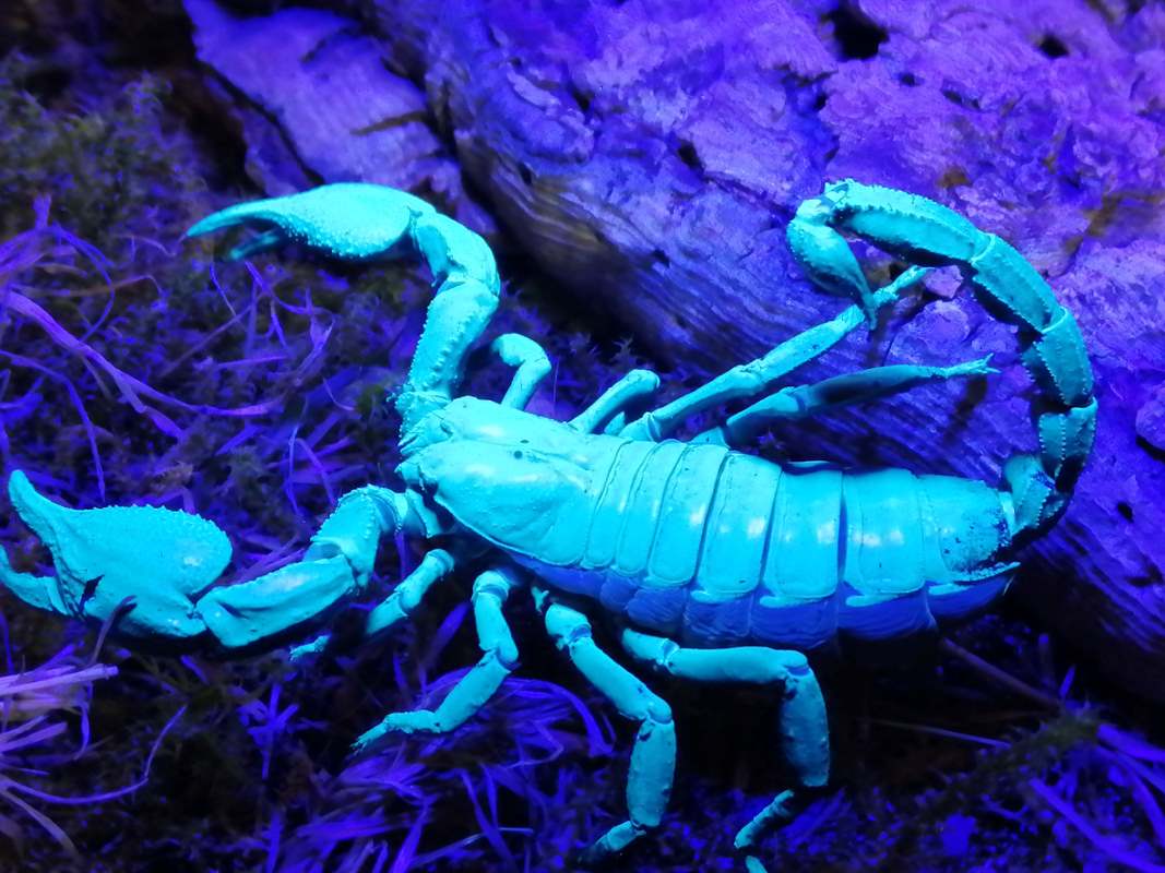 An Asian forest scorpion glows teal under a blacklight.