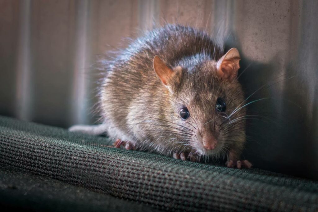 A rat stands on the back of a chair against the wall in a shed.