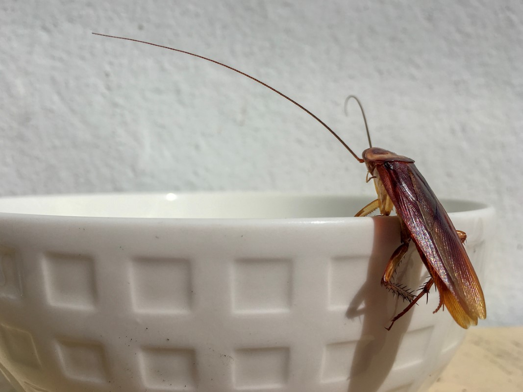 Close up cockroach at edge of white bowl