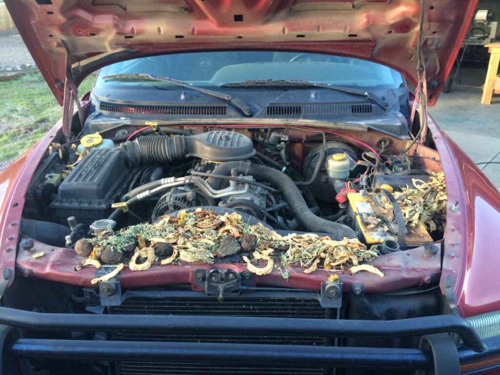 A car engine bay with the characteristic nesting material of a mouse nest.