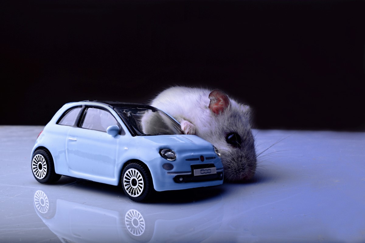 A small white mouse standing next to a toy Fiat 500 on a table.