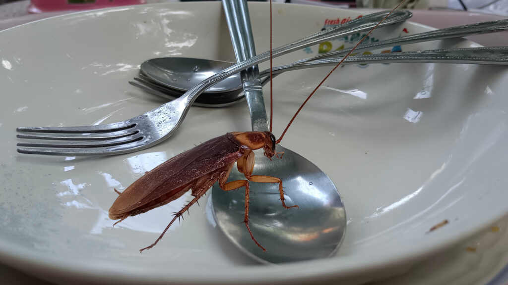 A large cockroach with wings sits on a spoon in a bowl. 