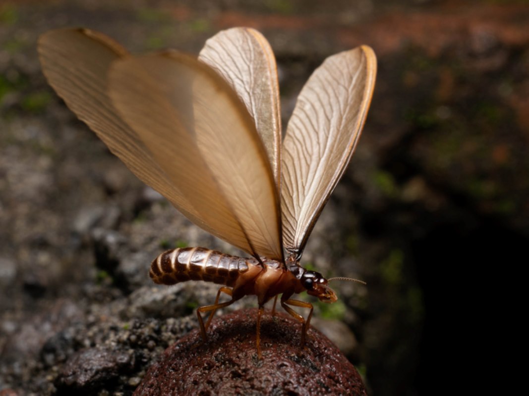 A termite swarmer with its wings fully extended while on the ground