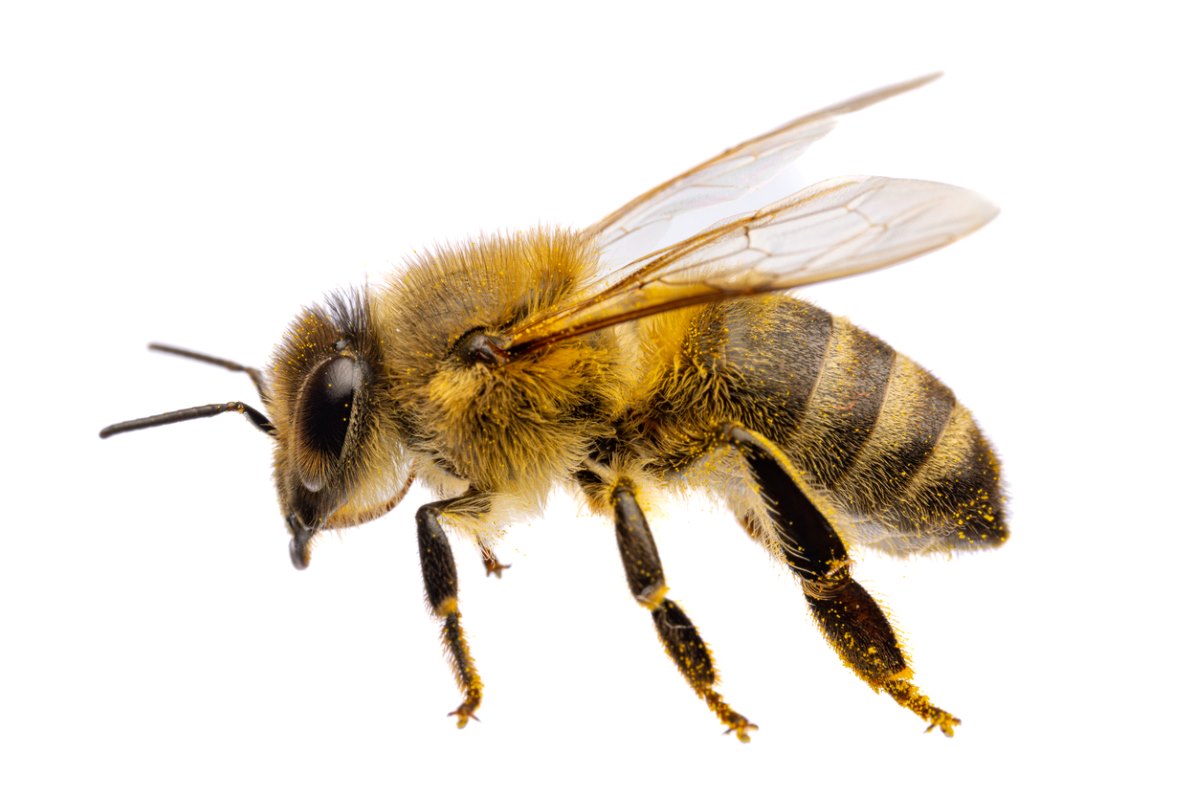 A western honey bee on a white background.