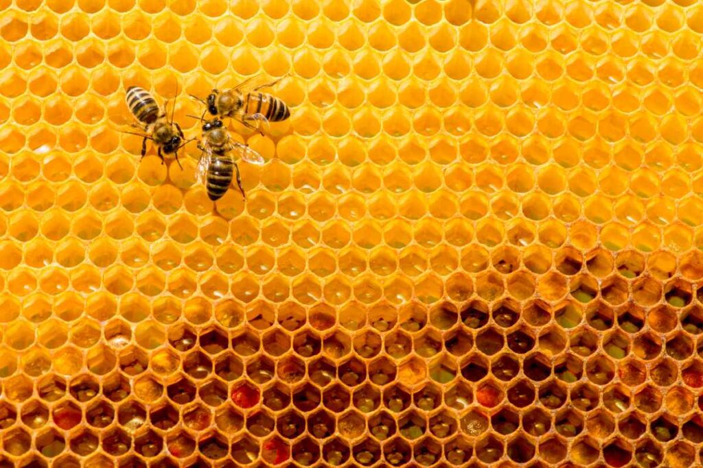 Honey bees walk across hexagonal honeycombs