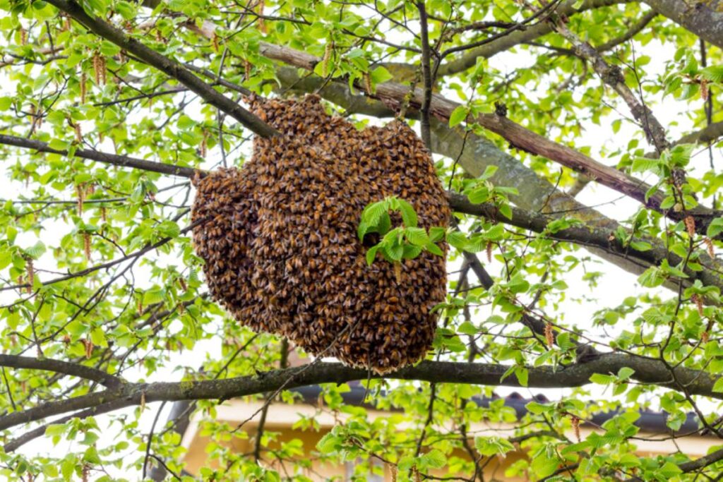 A swarm of bees gathered around a hive in a tree.