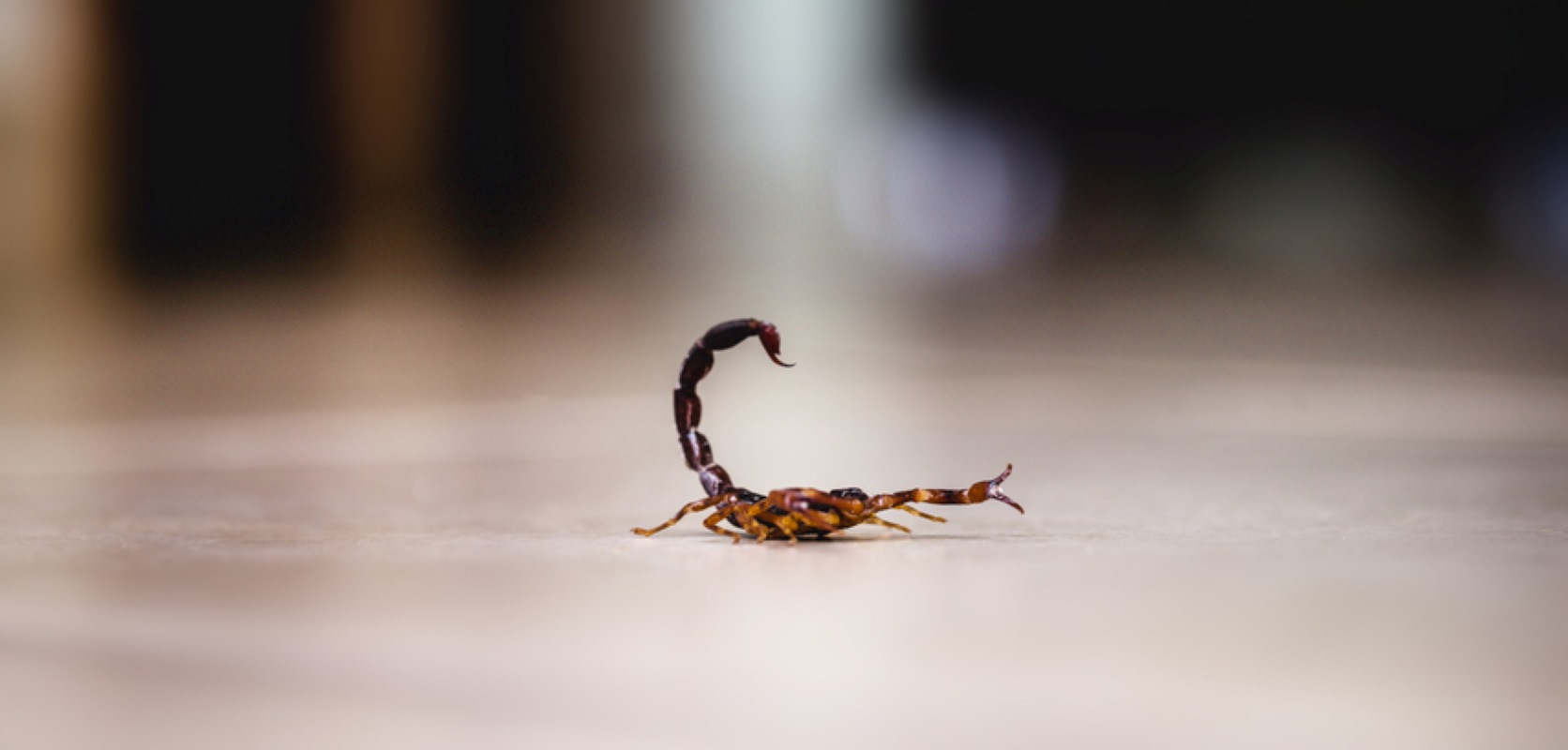 A black scorpion crawls along a white kitchen floor.