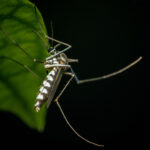 A mosquito hides on a leaf while it is dark outside.