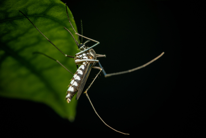 A mosquito hides on a leaf while it is dark outside.