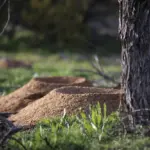 Two ant hills seen near a tree.