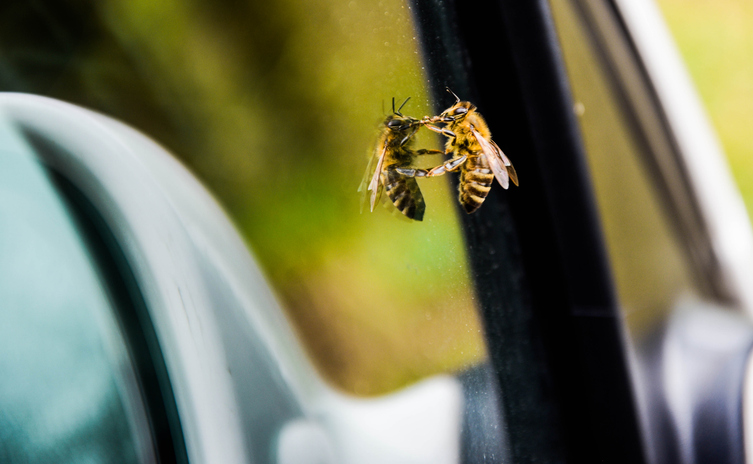 A honey bee resting on a glass car window.