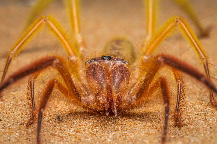 A camel spider displaying its brown figure on the desert sand.