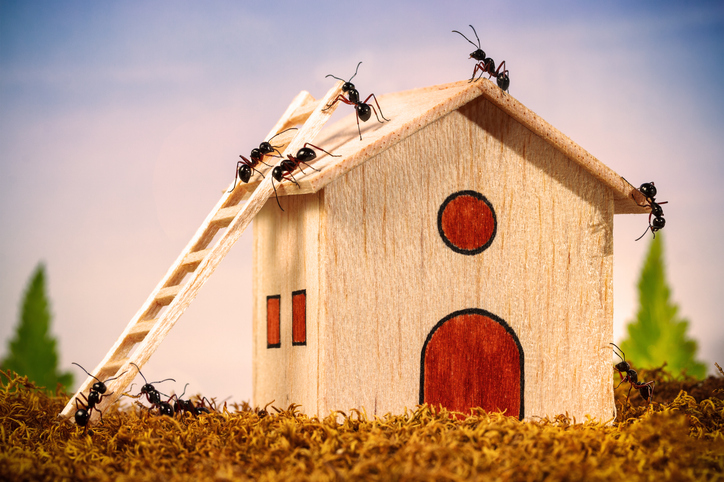 Black ant scouts explore a wooden model home in a terrarium.