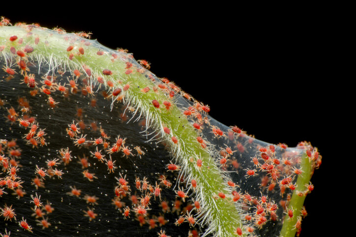 Tiny red spider mites spin webbing on an indoor house plant.