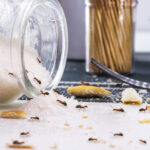 A glass bottle of sugar lying in a kitchen with sugar ants coming in and out of it.