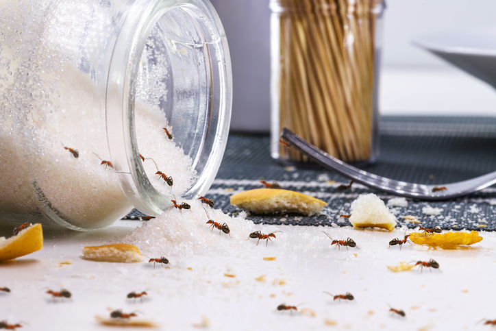 A glass bottle of sugar lying in a kitchen with sugar ants coming in and out of it.