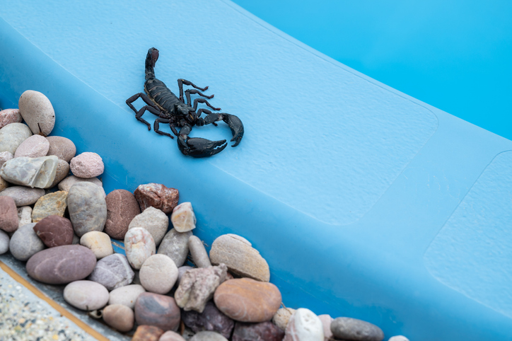 A black scorpion walks across the blue railing of a pool.