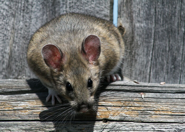A pack rat stands leaning against a wooden fence post.