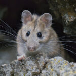 A pack rat stands along a pile of rocks.