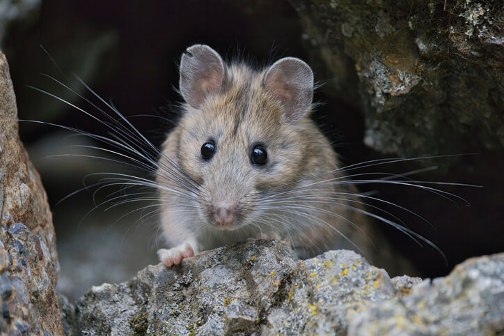 A pack rat stands along a pile of rocks.